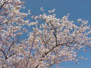 cherryblossam.jpg