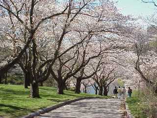 cherryblossam2.jpg