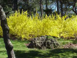 forsythia.jpg