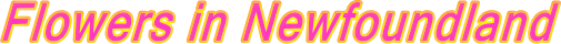 log-fl-NL.gif