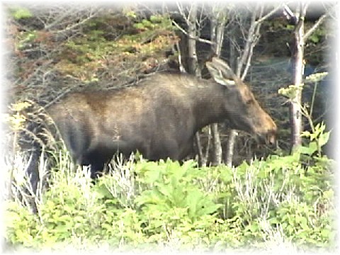 moose.jpg