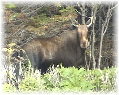 moose2.jpg