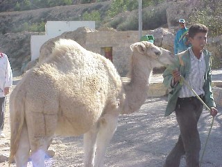 mt-camel.jpg