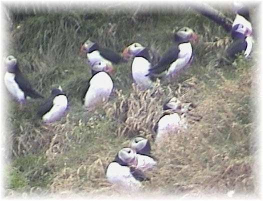 puffin.jpg